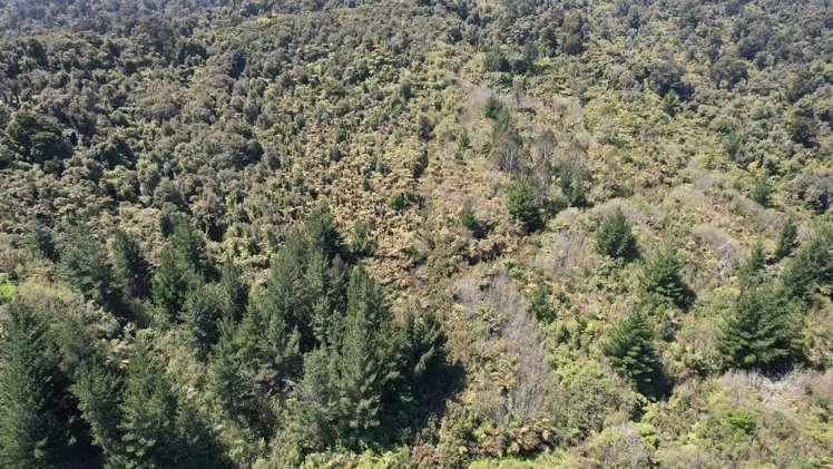 Town Belt East Greymouth_7