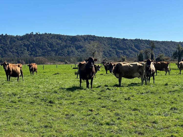 667 Kaniere-Kowhitirangi Road Kokatahi_5