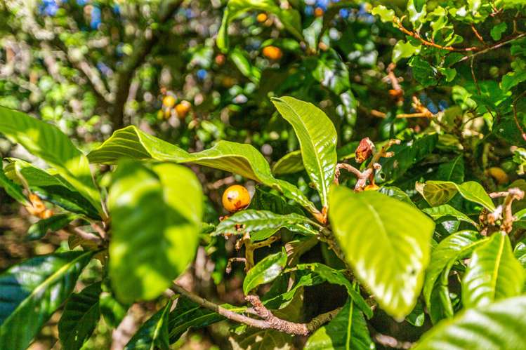 4 Queens Drive Oneroa_21