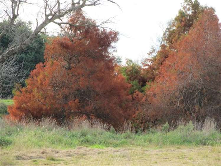 162 Oroua Road Kairanga_15