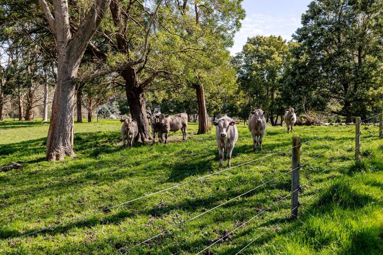 180 Pukemiku Road Pahiatua_19