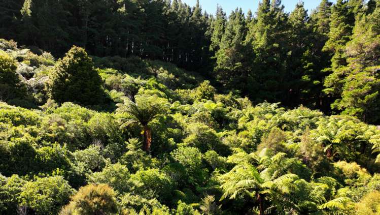 Waiohine Gorge Road Carterton_11