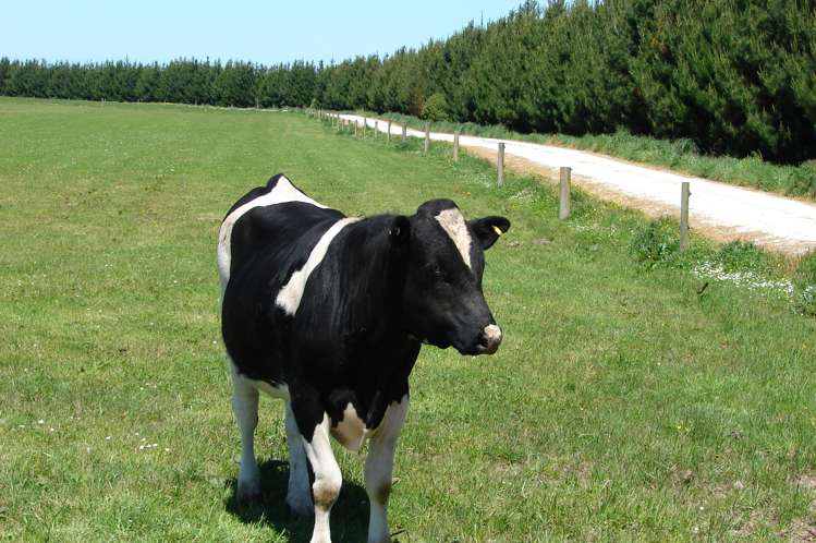 997 Waituna Lagoon Road Wyndham Surrounds_14