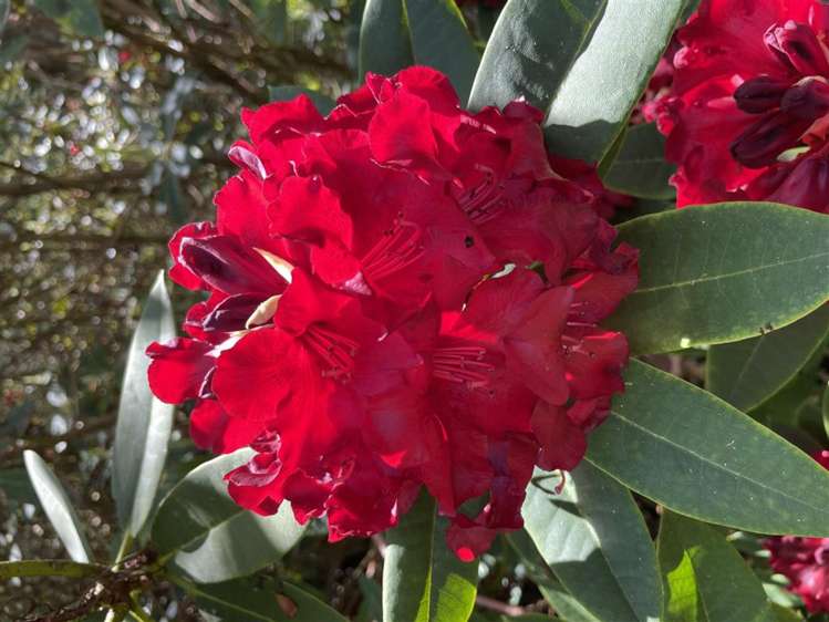 488 Tapuwae Road Benneydale_12