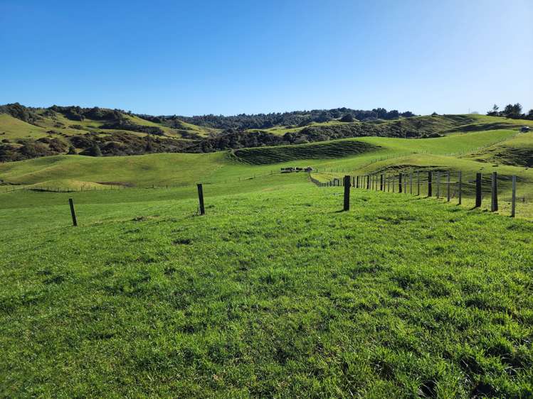 Te Anga Road Waitomo_16