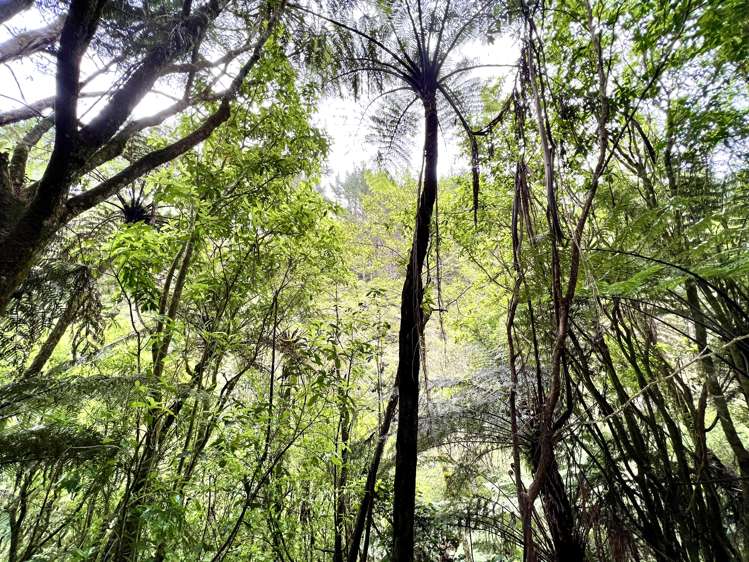 637a Awahou Road Murupara Surrounds_14