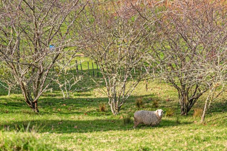 763 Owhiwa Road Parua Bay_20