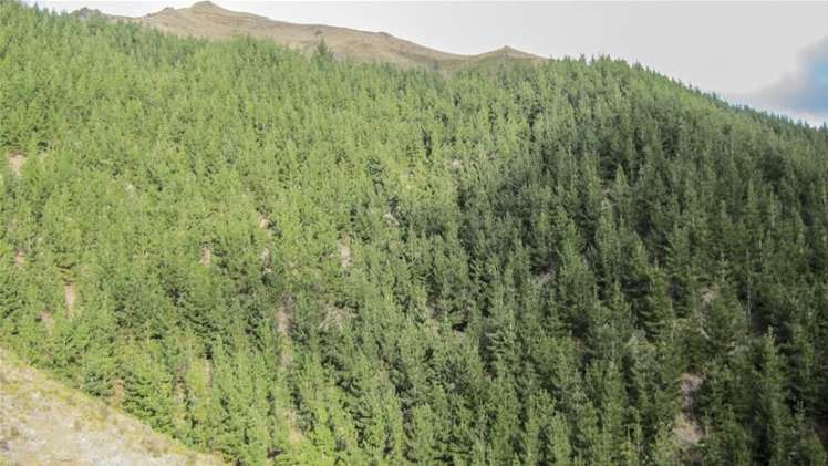 1234 Leatham Road Wairau Valley_16