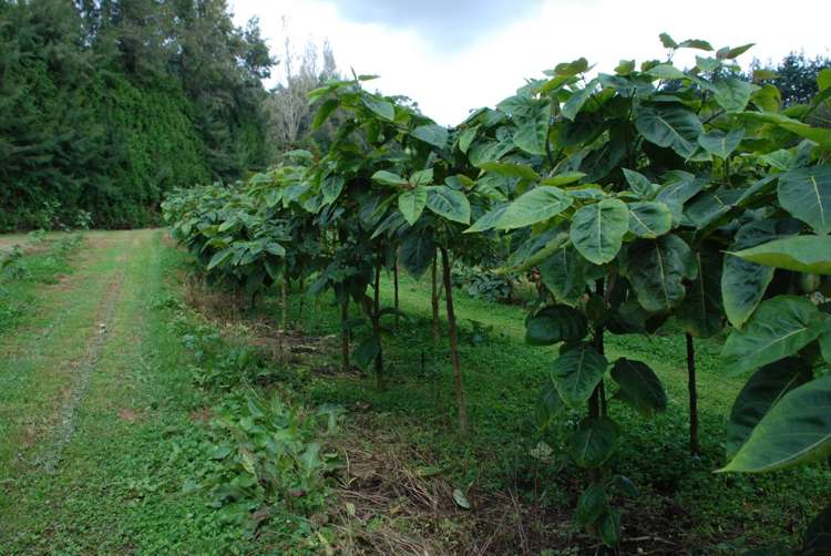 1358 State Highway 14 Maungatapere_20