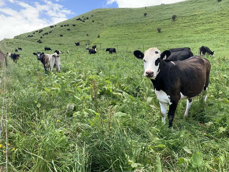 678 Bird Road Stratford_5