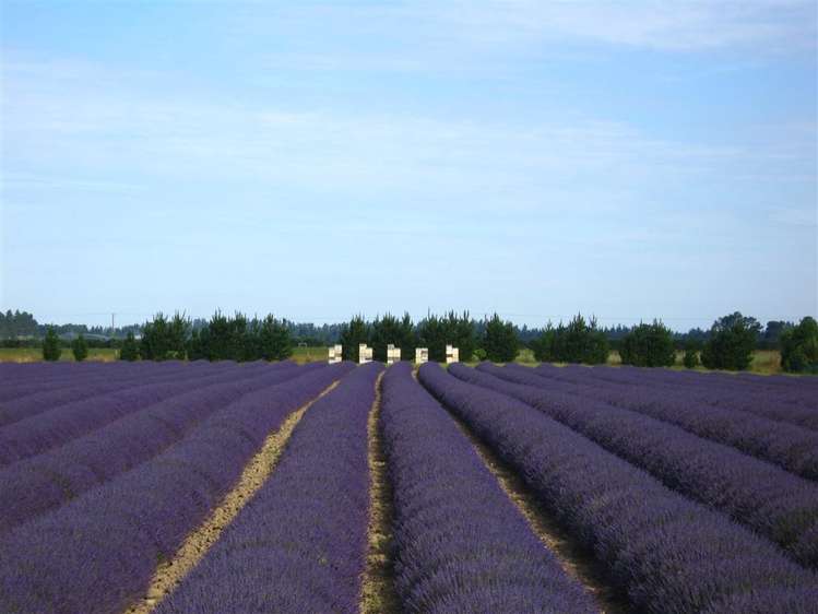 226 College Road Bankside_6