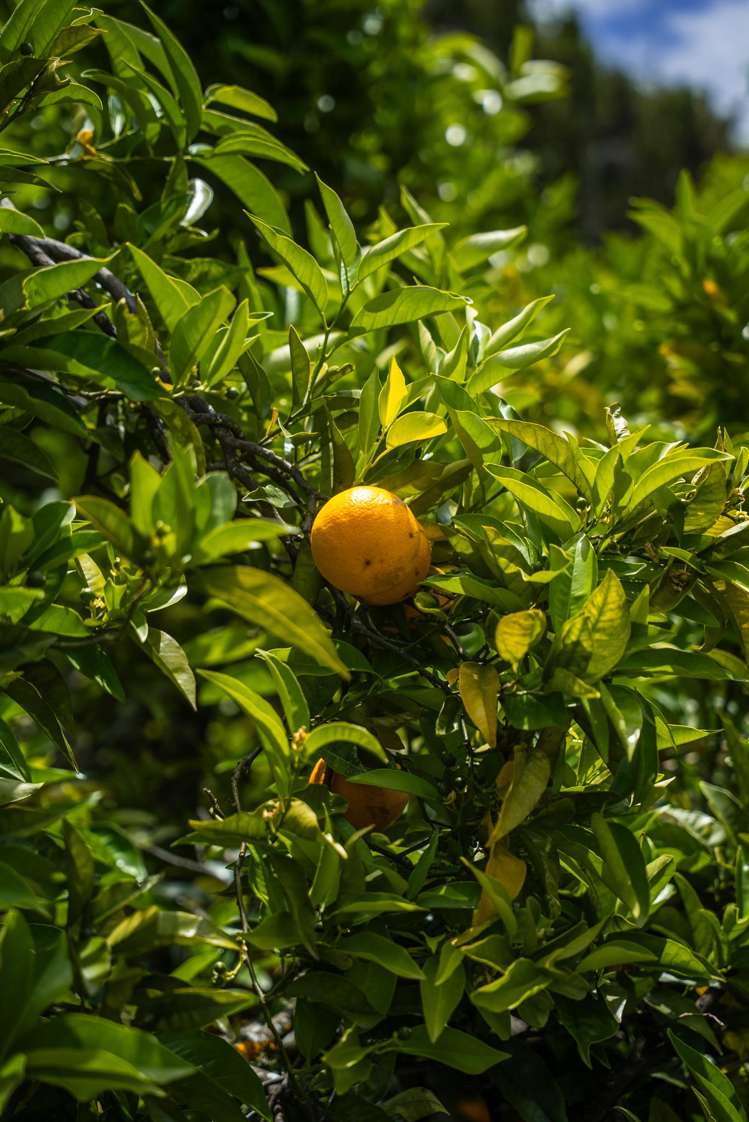 Kiwi Street Makaraka_11