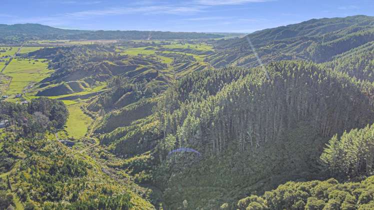 1 State Highway 2 Taneatua_8