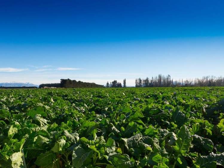 671 Hinds Lismore Road Lismore_2