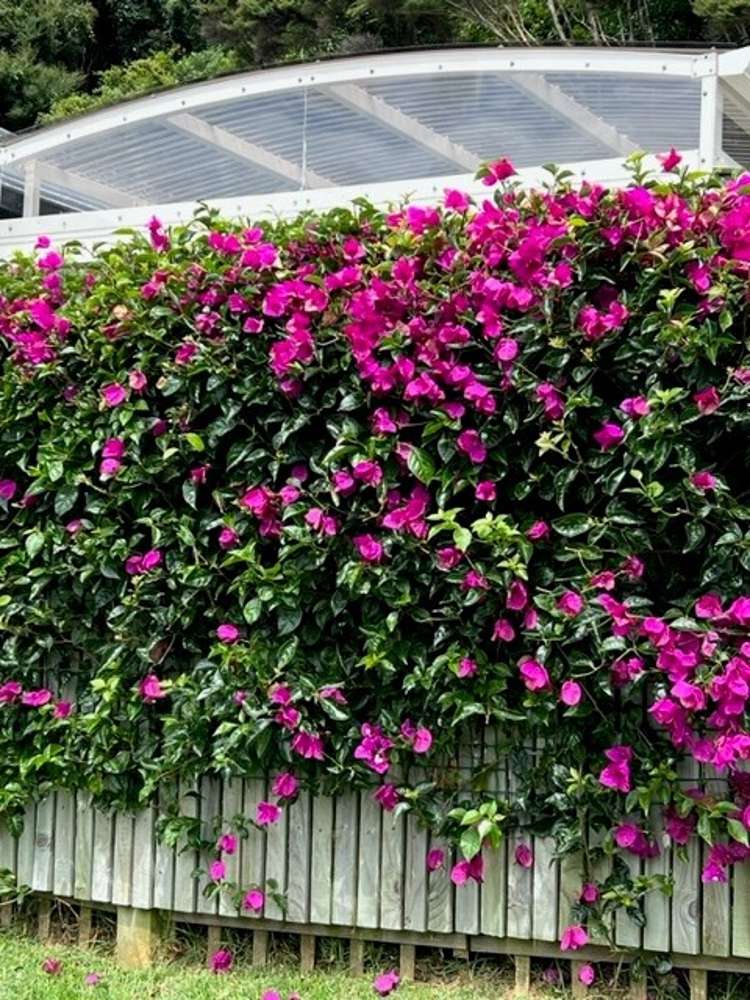 19 Banks Boulevard Whitby_19