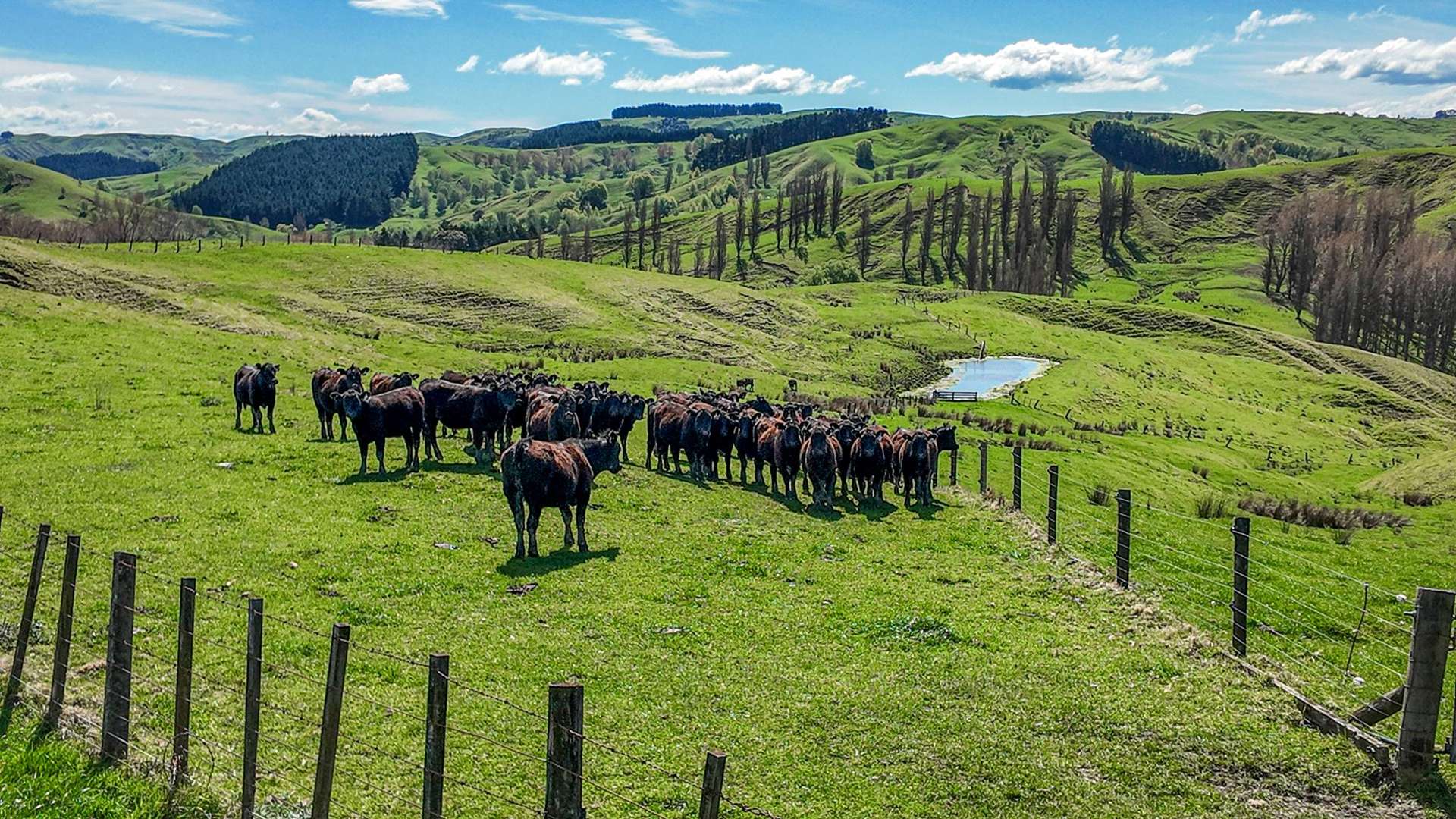 0 Awahiwi Road Wallingford_0