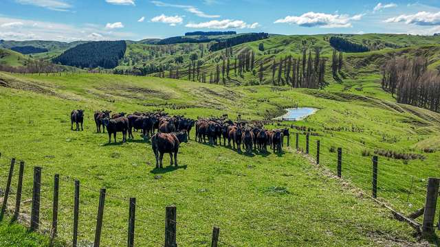 169 hectare finishing block with airstrip