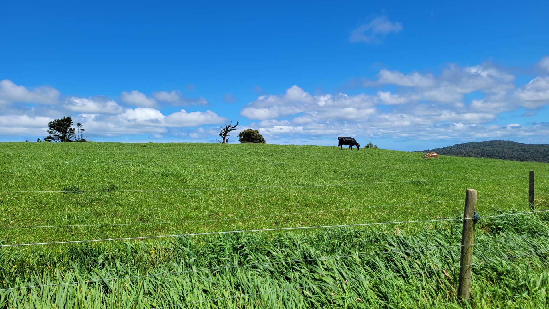 689 Mangatu Road Dargaville Surrounds_0