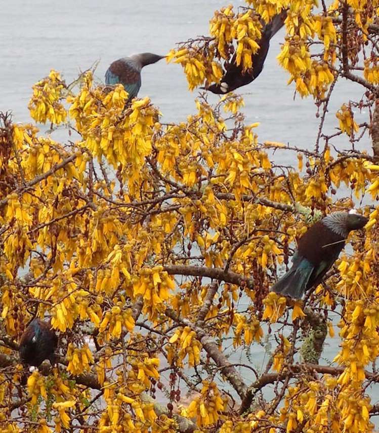 34 Fortification Road Karaka Bays_16