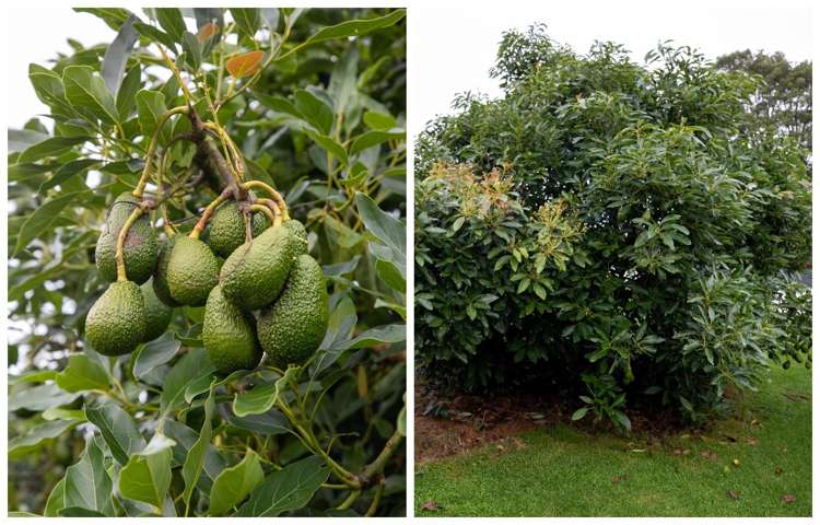 800 Pyes Pa Road Pyes Pa_44