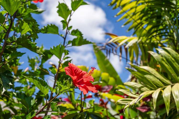 11 Tiaki Rise Tikipunga_23