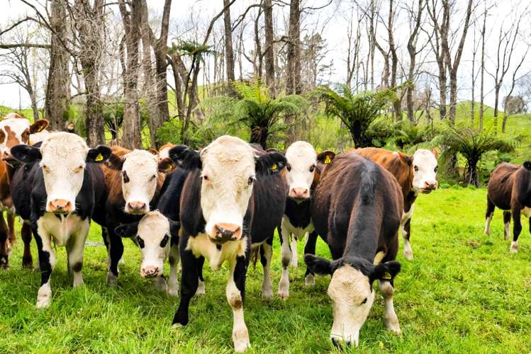 349 Tukapa Street Hurdon_2