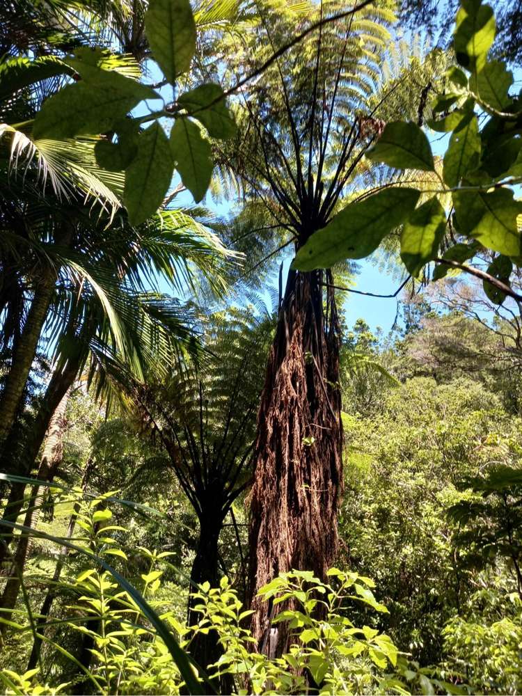 149 Aotea Road Great Barrier Island_11