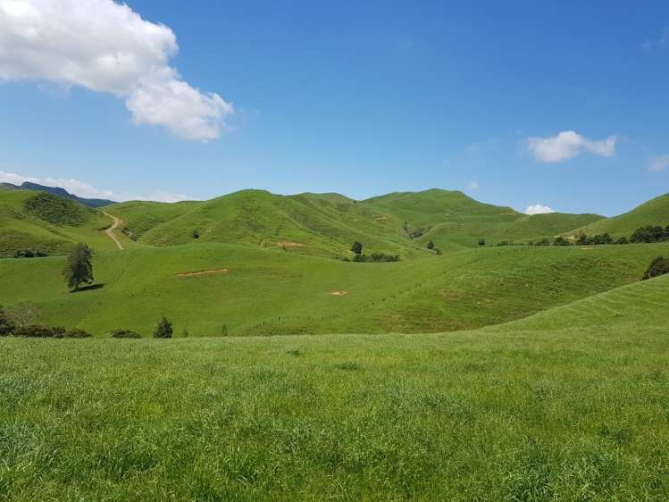 821 Waitetuna Valley Road Raglan_15