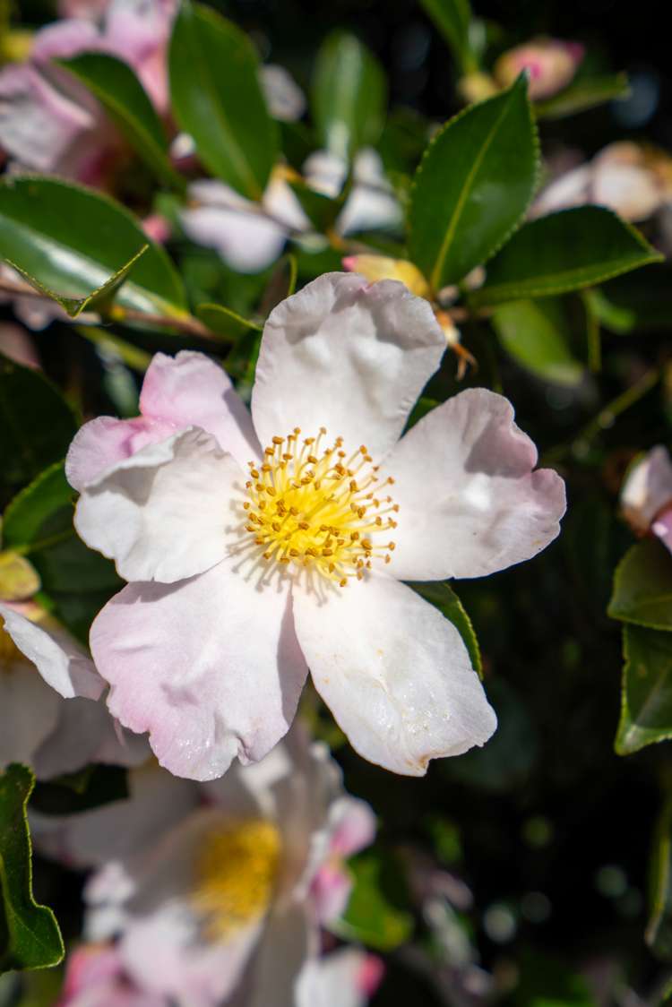 34a Shelley Street Leamington_19