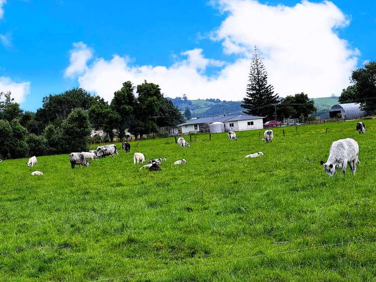 87 Tramline Road Ruawai_13