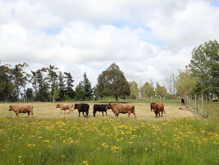 87 Wakanui School Road Wakanui_12
