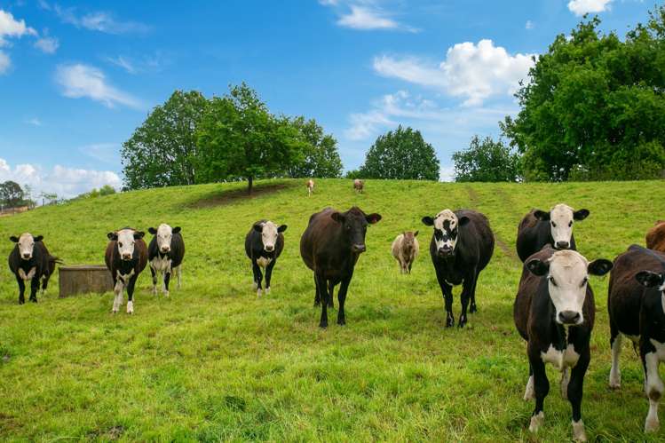 3786 State Highway 29 Te Poi_18