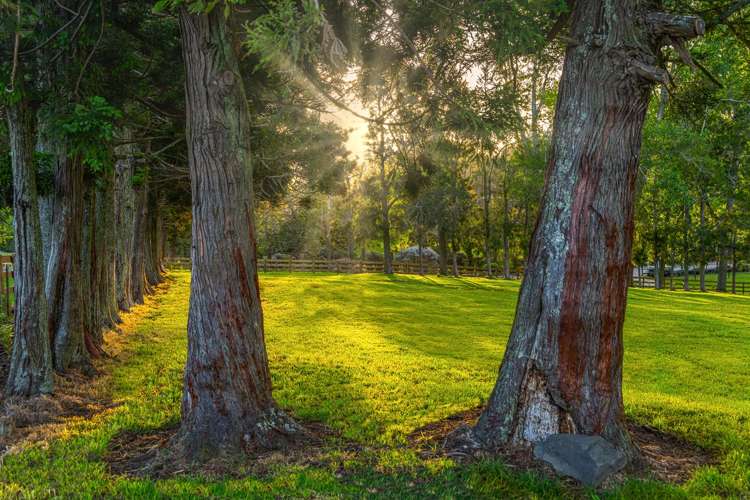 713 Ararimu Valley Road Waimauku_5