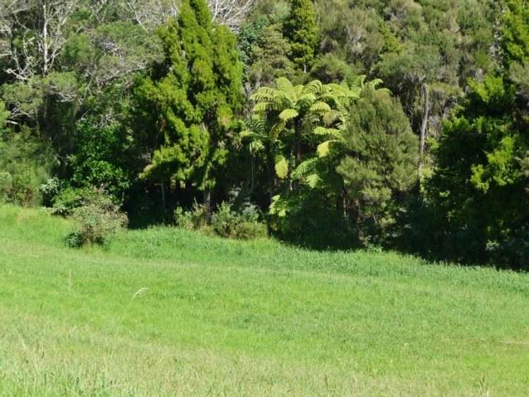 260 State Highway 10 Cable Bay_57