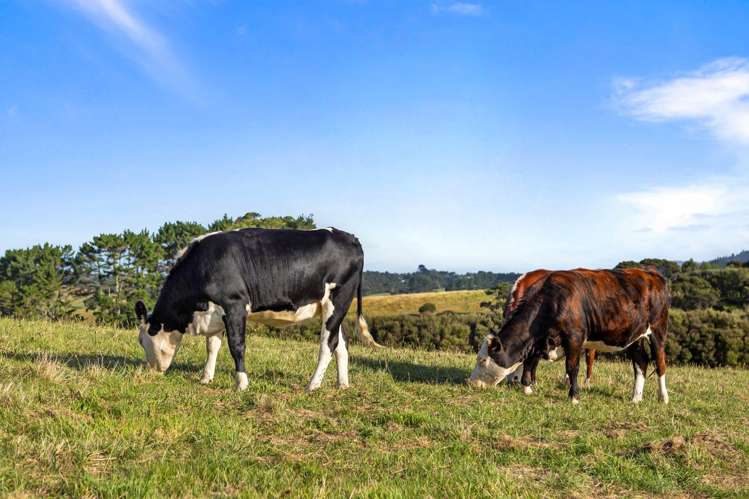 24a Bethells Road Waitakere_22