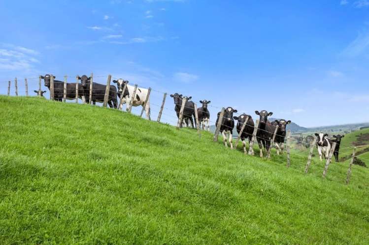 500 Tahuroa Road Tauwhare_8