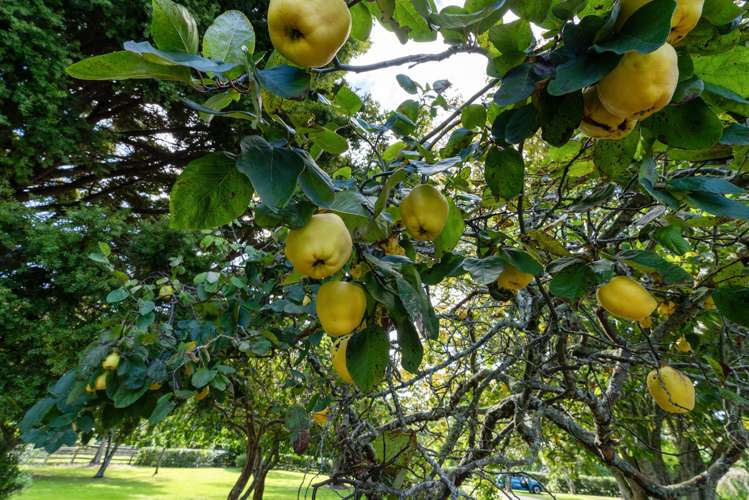 40 Te Whanga Road Levin_32