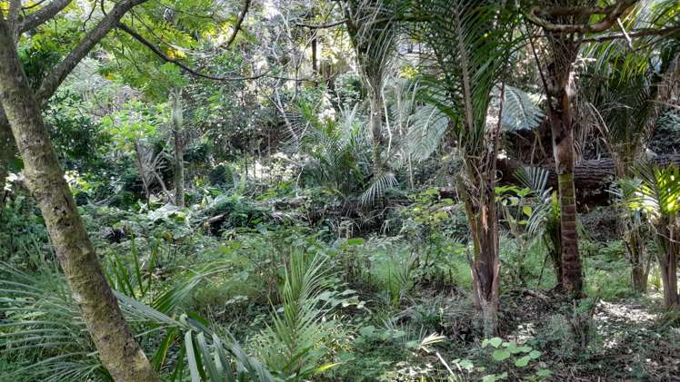 746 Parapara-Toatoa Road Taipa_25