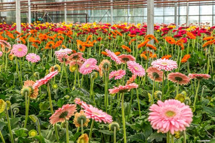 12 William Potter Lane Karaka_18