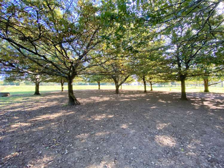 258a Gladstone Road Levin_9