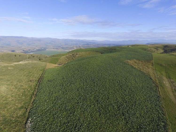 126 Mcphersons Road Taiko_14