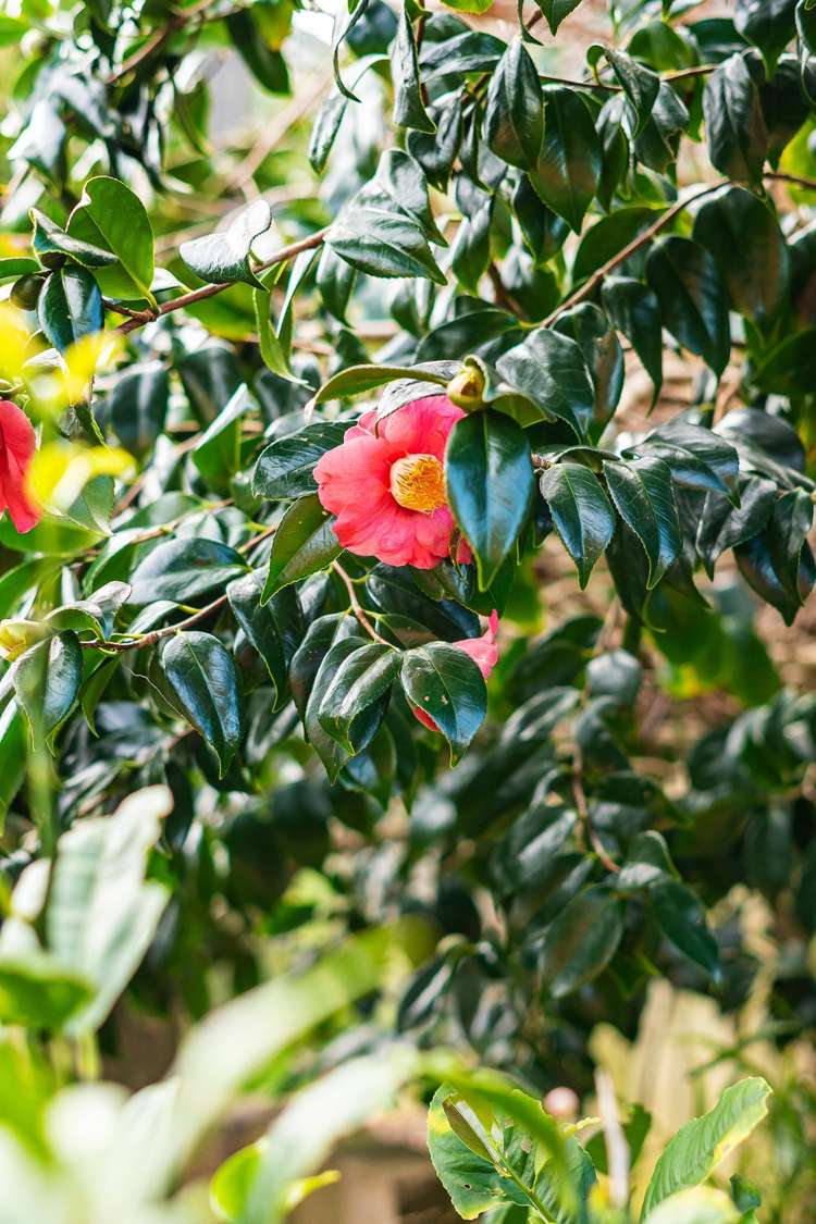 37A Whanake Street Titahi Bay_16