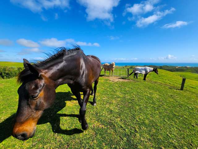 627 Mahuta Road Dargaville Surrounds_1