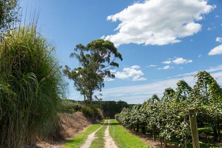 331 Maniatutu Road Pongakawa_12