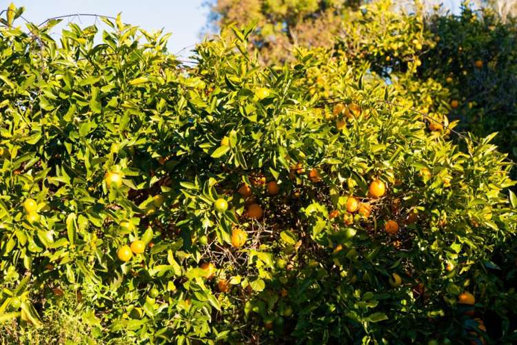 14A Austin Street Kaikoura_29