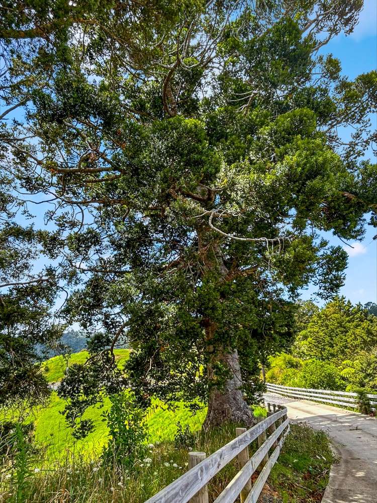 163 Ahuroa Road Puhoi_20