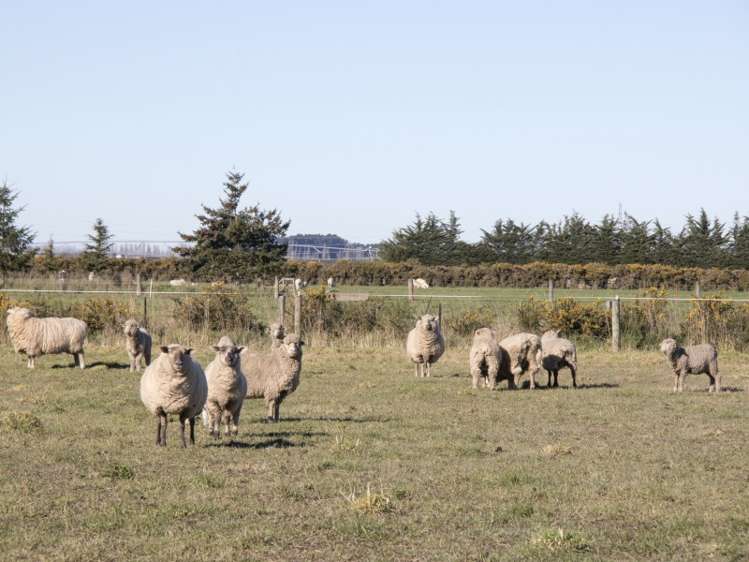 57 Gartartan Road Tinwald_4