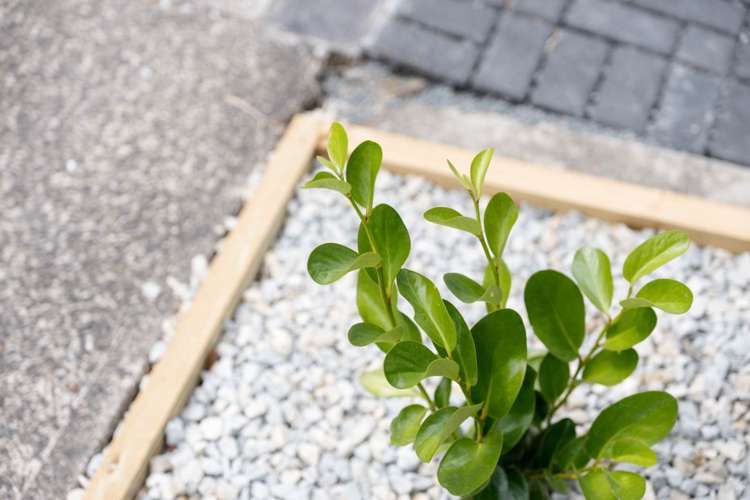 29 Domain Road Glenfield_38