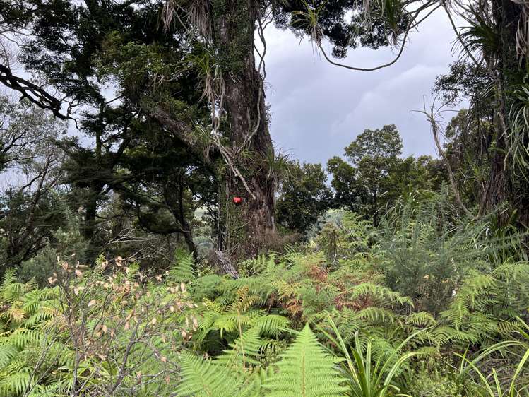 Lot . State Highway 6 Barrytown_13