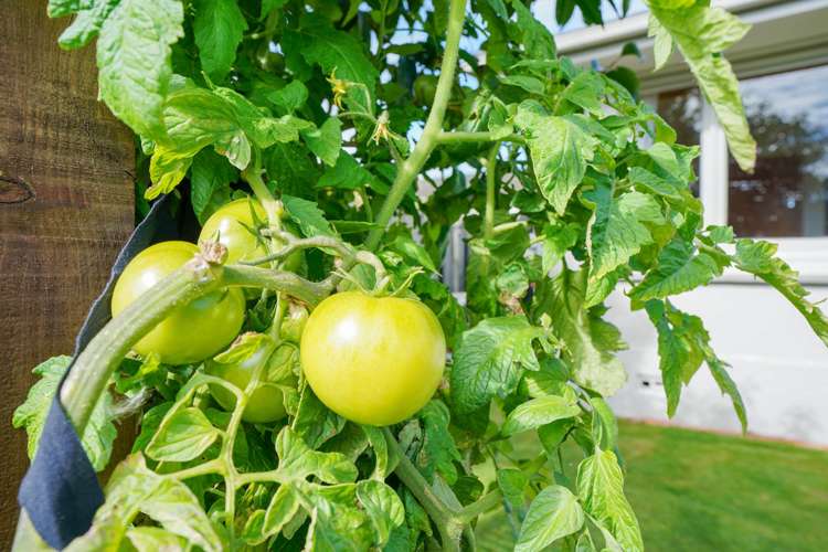 28 Cruickshank Crescent Rosedale_21